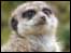 Meerkat at the Zoo