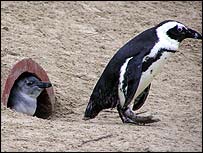 New Penguins at Living Coasts