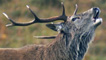 Stag