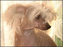 Suki, a hairless Chinese Crested dog.