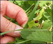 Red and Black Leafhopper, Cromwell Bottom, 2006