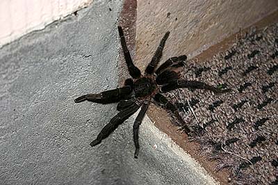 Tarantula