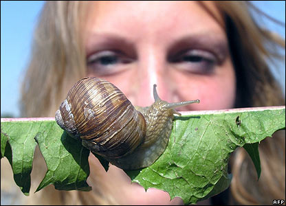 Sên sên ở Đức