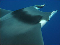 Arraia jamanta (Mobula mobular). Foto: Maurico Wurtz