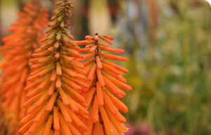 Kniphofia