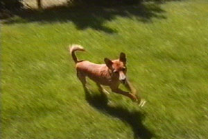 Jo has taken in a stray