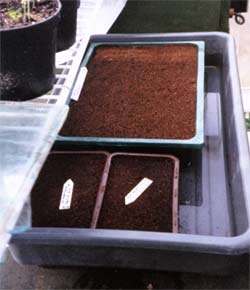 watering seed trays from underneath
