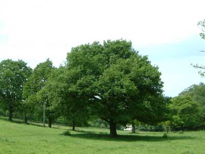 'An English oak at Trentham'