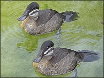 White-headed ducks