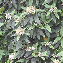 Viburnum rhytidophyllum
