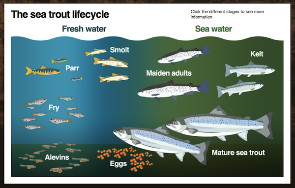 The sea trout lifecycle