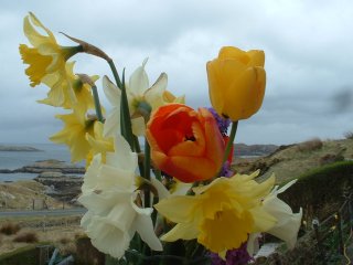 flowers at the house
