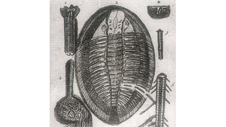 Edward Llwyd's 1699 Drawing of a Trilobite