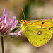 DSC_1739 Clouded Yellow.