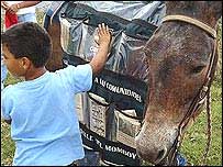Mula carregando livros