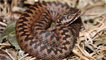 Adders in the rough grassland 