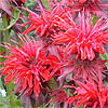 Monarda 'Cambridge Scarlet'