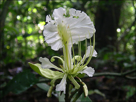 Berlinia korupensis. Foto: Kew Gardens 