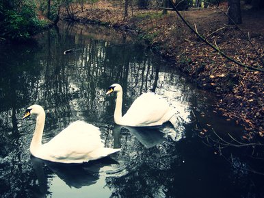Swans