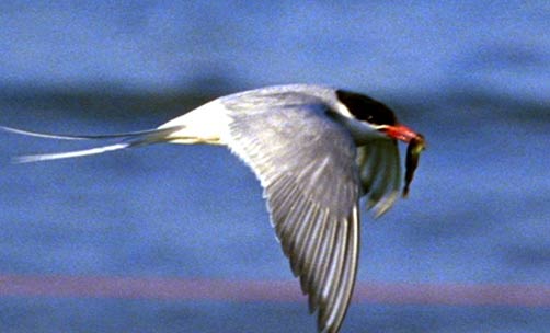 arctic_tern1.jpg