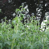 Echinops