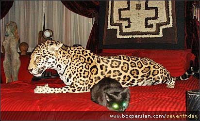 ساکنان ديگر منزل بيل جيميسون