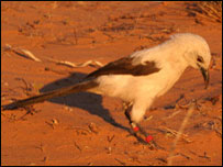 पाइप पैबलर चिड़िया