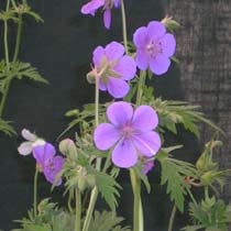 Geranium pratense