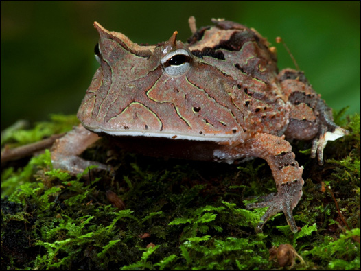 Sapo cornudo. Foto: Daniel Beltrá