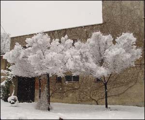 عکس از محسن نيا