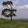 Picture of lone tree