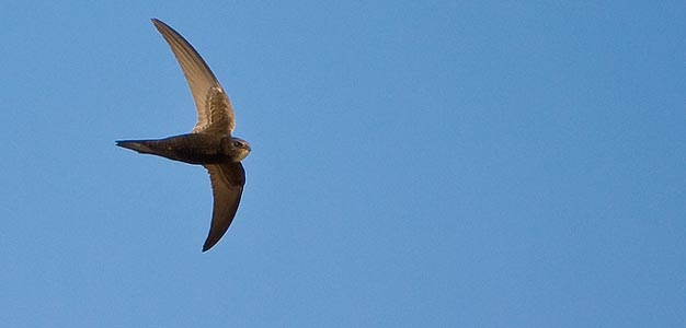 Swift. Photo: Andrew Davies