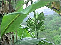 केले का पौधा