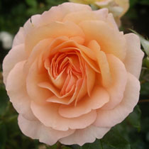Rosa 'New Beginnings'
