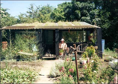 Man sitting in an allotment plot 470