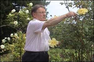 Man pruning roses