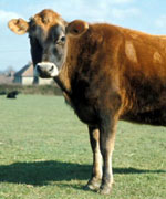 Jersey cow