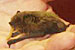 Pipistrelle Bat