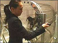 Cão em cápsula de oxigênio