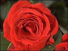 Labour Party rose logo