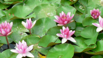 Pink water lilies