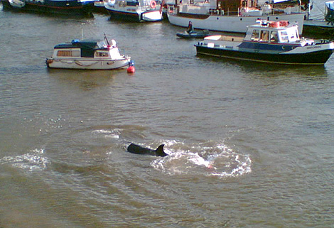 Whale in The Thames
