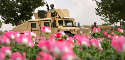 يک سرباز ناتو در کنار مزرعه خشخاش در هلمند