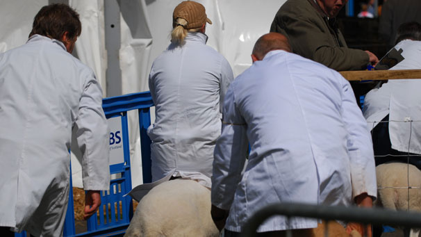 This exhibitor takes the easy way out of the ring!