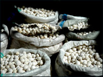 دکورتووچول