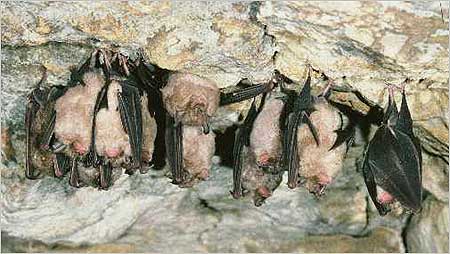Greater Horseshoe Bat c/o Natural England and Hammett