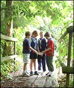 cubs on a bridge in a wood