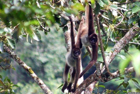 Spider monkeys
