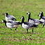 Estuaries Index (Image: Barnacle Geese)