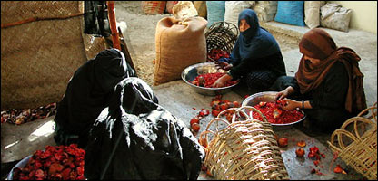 دامېل کوپراتيف